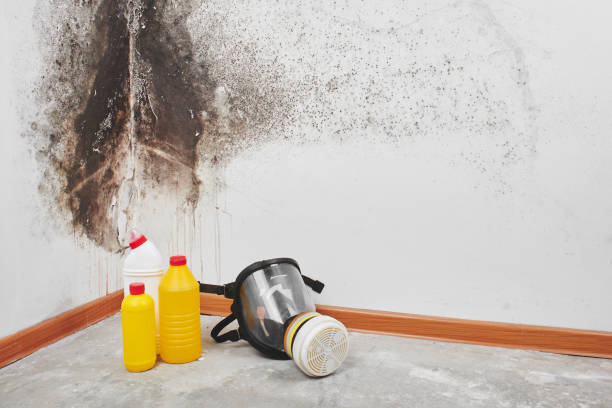 Best Mold Removal Company Near Me  in Woodworth, OH