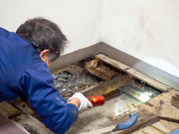 Best Best Mold Removal Companies  in Woodworth, OH