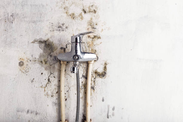 Best Toxic Mold Removal  in Woodworth, OH