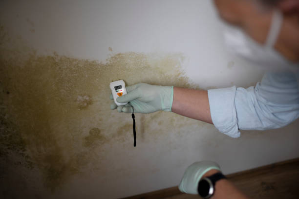 Best Commercial Mold Removal  in Woodworth, OH
