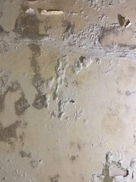 Best Water Damage Restoration  in Woodworth, OH