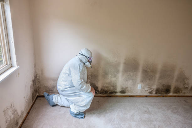 Best Fast Mold Removal  in Woodworth, OH