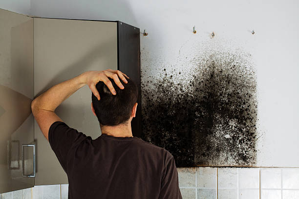 Best Same-Day Mold Removal  in Woodworth, OH