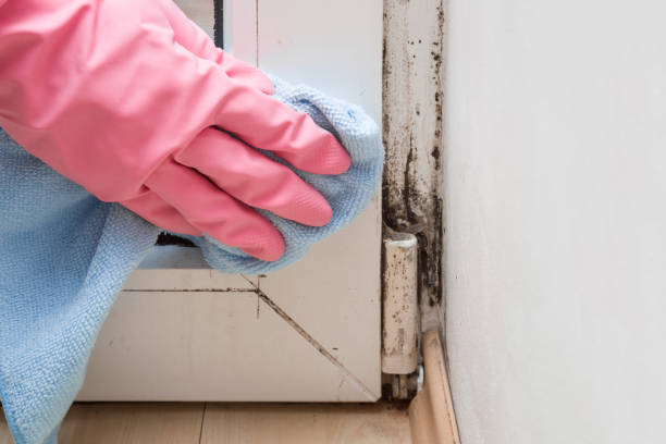 Office Mold Removal Services in Woodworth, OH