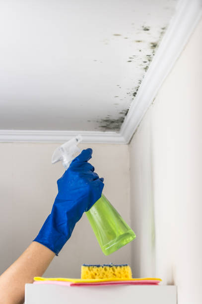 Best Office Mold Removal Services  in Woodworth, OH